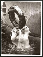 Fotografie eisbär polarbär gebraucht kaufen  Berlin