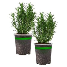 Pack rosemary plant for sale  Compton
