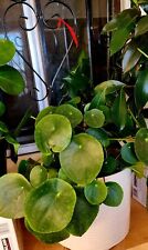 Diameter plant pilea for sale  San Francisco