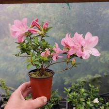 Beautiful satsuki azalea for sale  BANGOR
