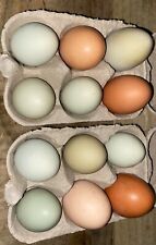 Buff orpington x for sale  CASTLE DOUGLAS