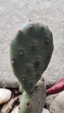 Winter hardy prickly for sale  Irwin