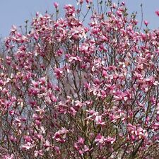 Magnolia galaxy rhs for sale  UK