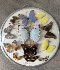 Vintage butterflies round for sale Vintage butterflies round for sale  BROADSTAIRS