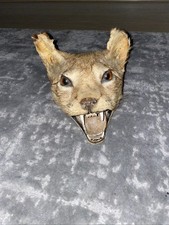 Victorian taxidermy lynx for sale  SOUTHAMPTON