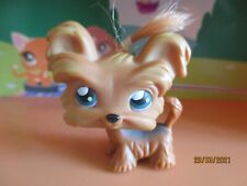Petshop chien yorkshire d'occasion  Saint-Omer