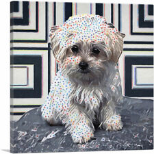 havanese puppy dog for sale havanese puppy dog for sale Niles
