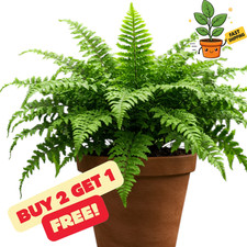 Boston sword fern for sale  Palm Beach Gardens