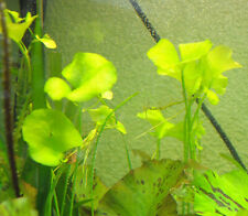 Nymphoides spec flipper gebraucht kaufen  Stützengrün