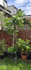 Fig tree high for sale  BARKING