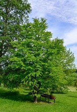 Cercidiphyllum magnificum kats gebraucht kaufen Cercidiphyllum magnificum kats gebraucht kaufen  Eslohe (Sauerland)