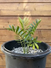 Encephalartos arenarius alexan for sale  Santee