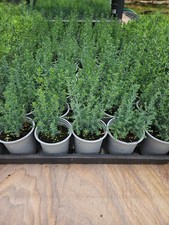 Italian cypress seedlings for sale  BARNSLEY