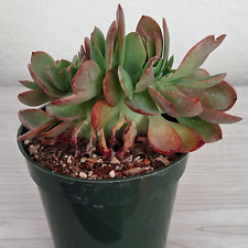 Succulent plant echeveria for sale  San Jose