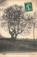Lucheux arbre creux d'occasion  France