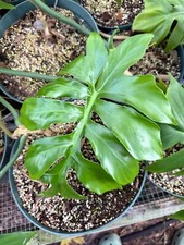 Philodendron distantilobum for sale  North Port