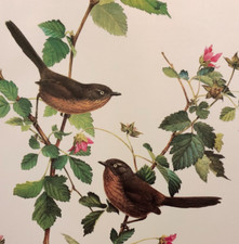 Lansdowne wren tit. for sale  Medina