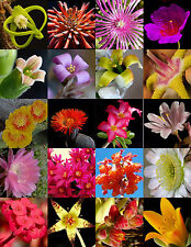 Flowering succulent mix for sale  Miami