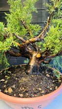 Pre bonsai ginepro usato  Reggello