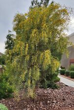 Acacia saligna orange for sale  North Las Vegas
