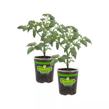 Oz. plum roma for sale  Denver
