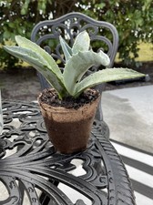 Landscape quality small for sale  Saint Augustine