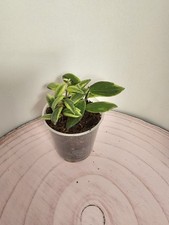 Heavenly hoya aeschynanthus gebraucht kaufen  Bad Bramstedt