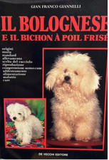 Bolognese bichon poil usato  Bologna