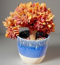 Rare inches graptoveria for sale  San Carlos
