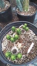 Echinopsis cactus big for sale  Monticello