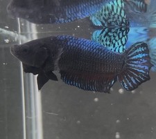 Betta súper fighter for sale  Tampa