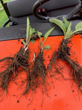 Comfrey bocking plant for sale  North Bennington