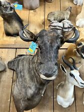 African taxidermy mounts for sale  Altamont