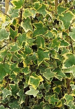 Hedera helix goldchild gebraucht kaufen Hedera helix goldchild gebraucht kaufen  Westerstede