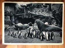 hagenbecks tierpark gebraucht kaufen hagenbecks tierpark gebraucht kaufen Neubukow