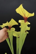 Sarracenia flavona f199mk usato  Meran