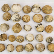 Rhyncholampas gouldii fossil for sale  Rockledge