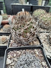 cactus usato cactus usato Italia