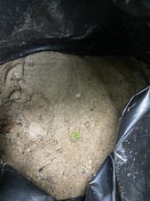 Sharp builders sand for sale  BROMLEY
