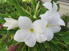 Bridal bouquet plumeria for sale  Sarasota