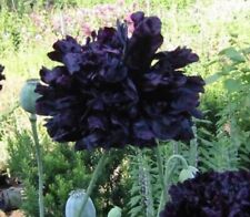 Black poppy plug for sale  BLACKBURN
