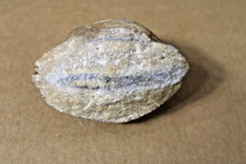 Fossilized clam mollusk for sale  Mobile