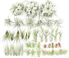 Air plant variety for sale  Saint Augustine