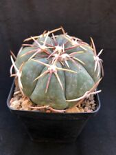 Echinocactus horizonthalonius  usato  San Bonifacio