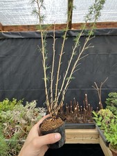 Japanese larch clump d'occasion  Expédié en Belgium