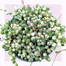 Variegated string pearls for sale  Morgan Hill