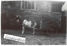 Vintage old photograph for sale  NORWICH