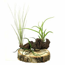 Airplant tillandsia display for sale  LEIGH