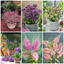 Hebe plants evergreen for sale  NELSON