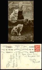 Kittens cats loving for sale Kittens cats loving for sale  UK